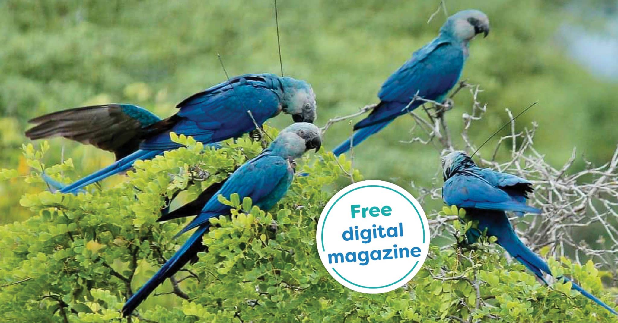 Macaw Parrot  History, Diet, Food, Care and Common Health Problem -  GrowNxt Digital