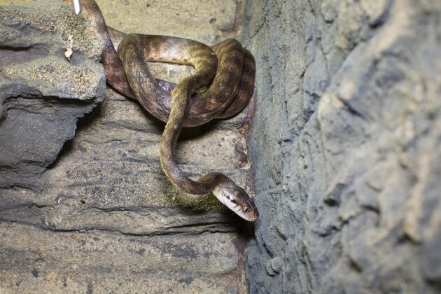 Who's Who In The Zoo: Brown Tree Snake – Bundaberg Now