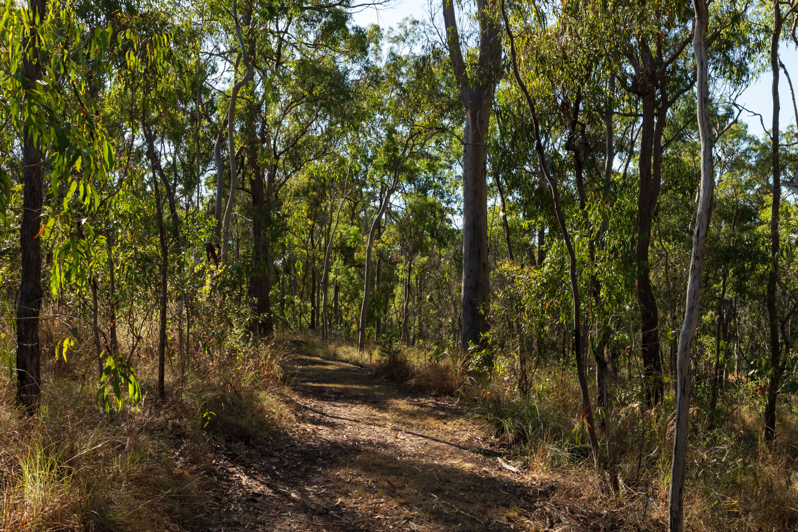 Explore our region: Avondale Reserve – Bundaberg Now delivers free good ...