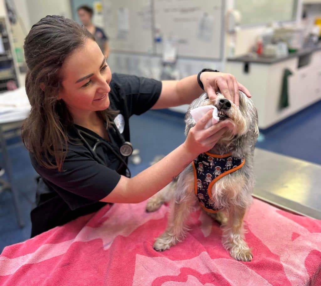 Vet warns of toad toxicity danger for pets \u2013 Bundaberg Now