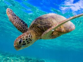 Turtle experiences open for summer – Bundaberg Now