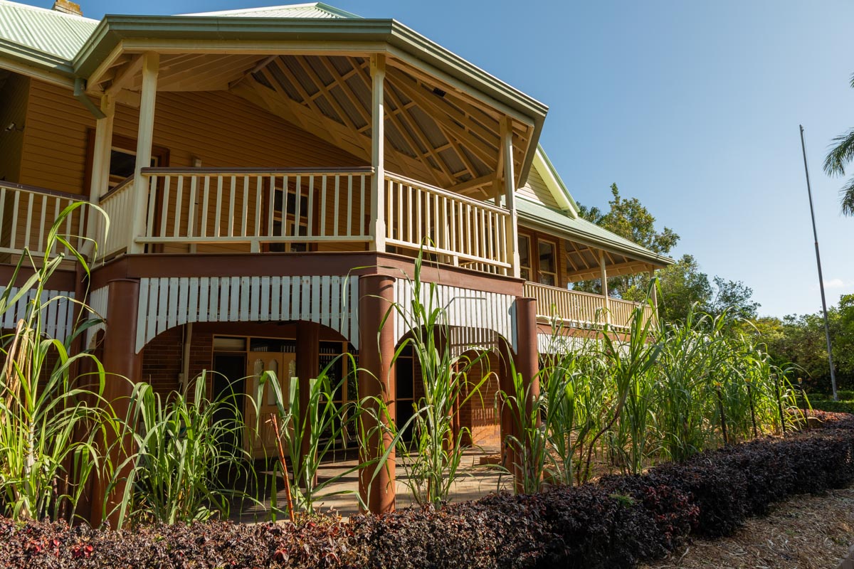 Sugarcane thrives at Fairymead House – Bundaberg Now