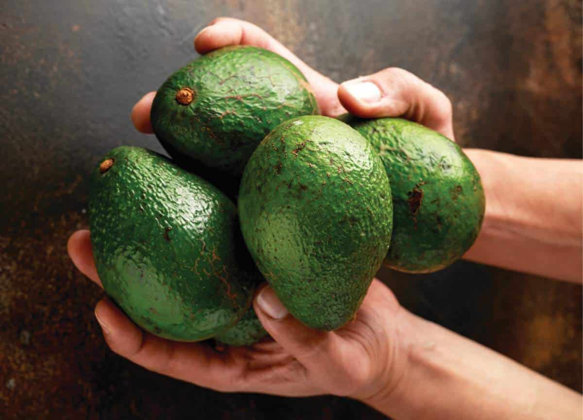 Riverking avocado importers visit