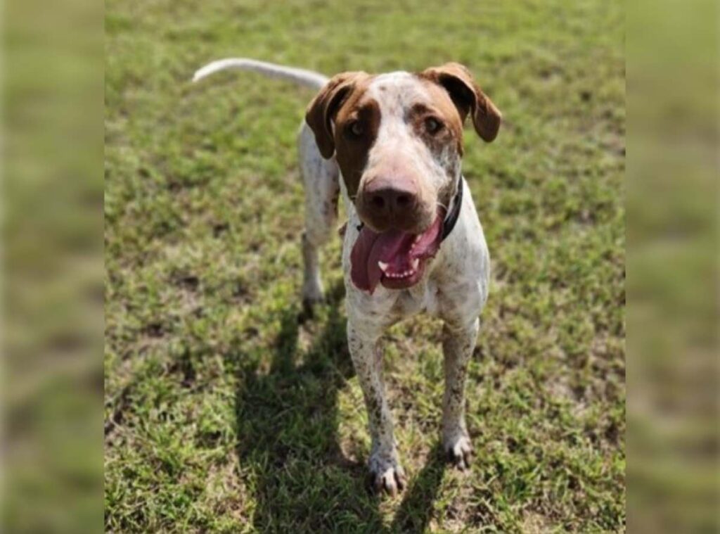 Homer Red Collar Rescue