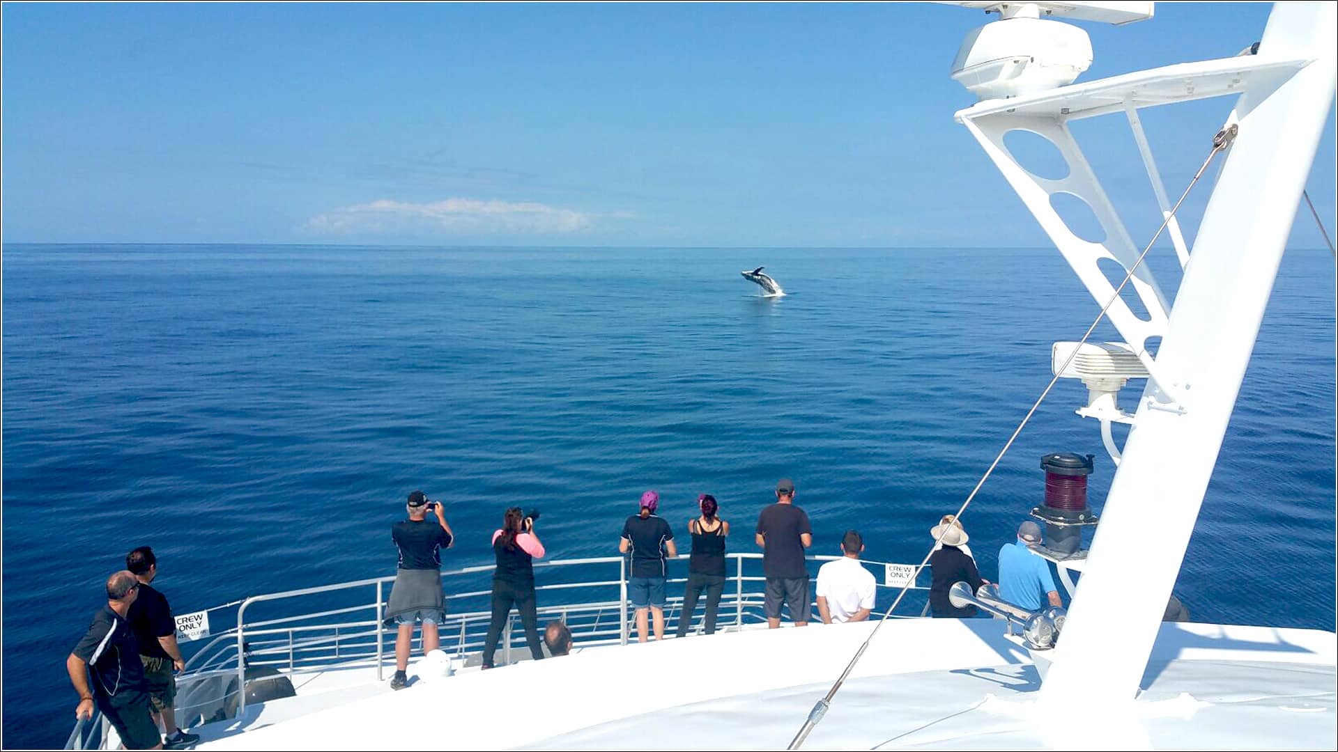 Whales start making splash in Bundaberg waters – Bundaberg Now