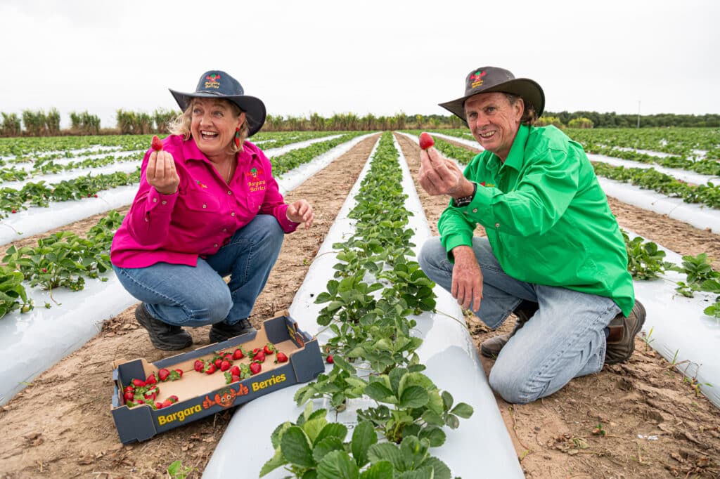 Local Taste Ambassadors
Bargara Berries