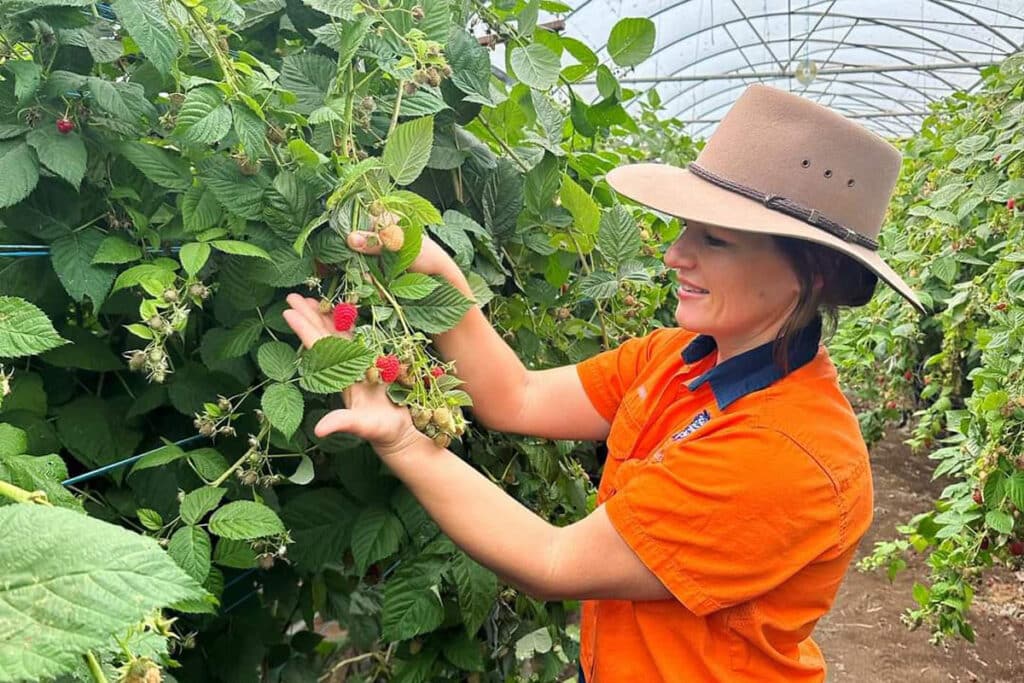 Taste Bundaberg Festival Hillwood Berries