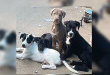 RSPCA Bundaberg puppies flint