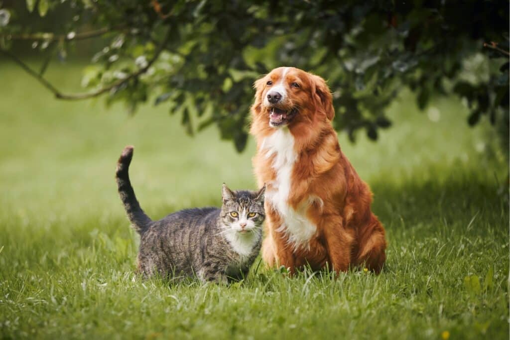 cat and dog