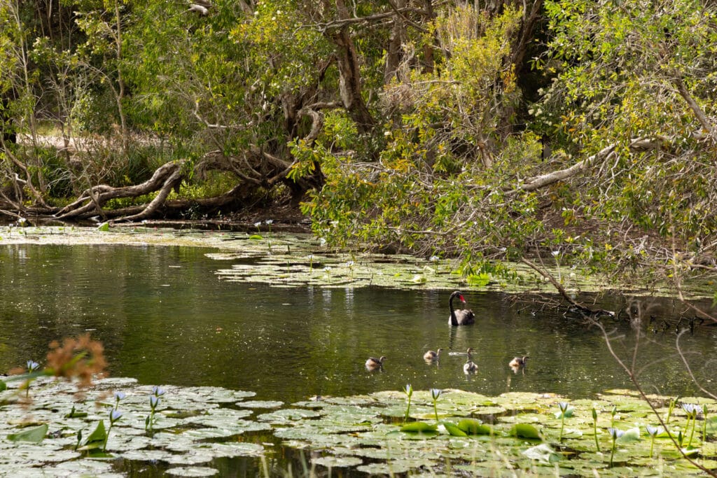 Baldwin Swamp history