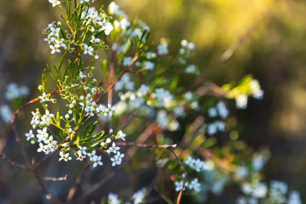 Vera Scarth-Johnson Wildflower Reserve