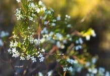 Vera Scarth-Johnson Wildflower Reserve