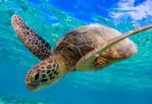 Loggerhead turtle