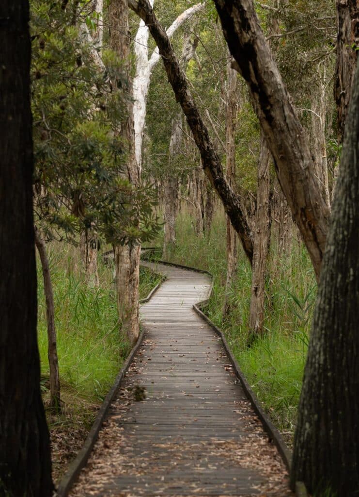 Banksia walking track