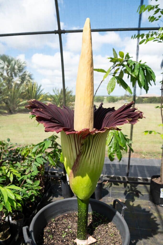 corpse flower