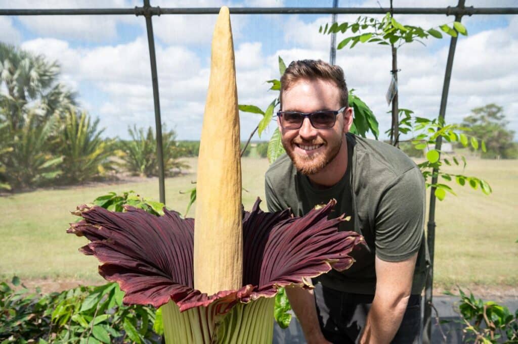 corpse flower