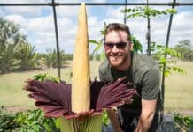 corpse flower