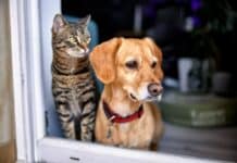 Dog and cat looking longingly out of the window.