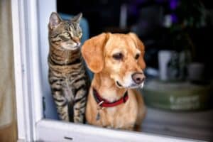 Dog and cat looking longingly out of the window.