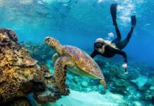 Bundaberg Tourism Lady Elliot Island